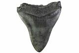 Fossil Megalodon Tooth - South Carolina #374095-1